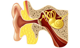 گوش داخلی، تحریکات عصبی